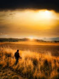 Grain Field